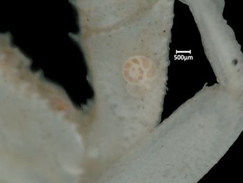 Media type: image;   Invertebrate Zoology CRU-10997 Aspect: leg